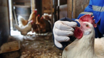 Фотография к новости: Эпидемия "птичьего гриппа" в России не коснулась Казахстана 