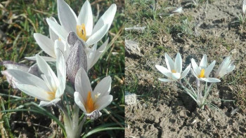 Фотография к новости: Из-за аномального тепла в Туркестанской области зацвели подснежники 