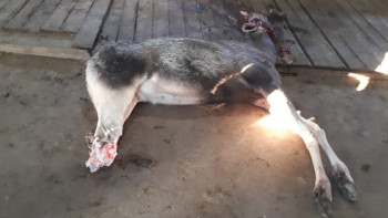 Фотография к новости: За охоту на лося задержан браконьер в Карагандинской области