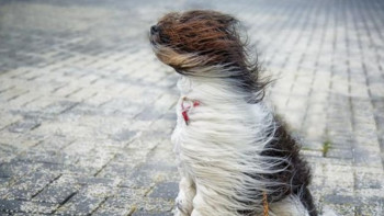 Фотография к новости: В трех областях Казахстана объявили штормовое предупреждение