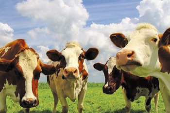 Фотография к новости: В Акмолинской области успешно внедреняются современные технологии выращивания скота