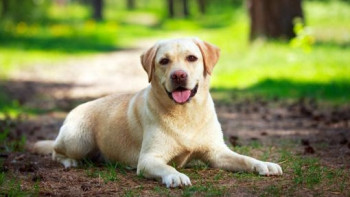 Фотография к новости: От укусов собак и кошек в Астане пострадали около двух тысяч человек