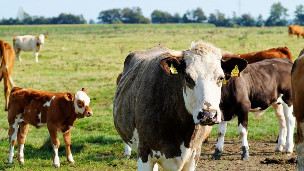  из открытых источников