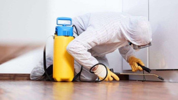 Фотография к новости: Как избавиться от клопов: советы медиков  