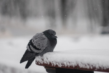 Фотография к новости: Осадки и усиление ветра ожидаются в большинстве регионов Казахстана