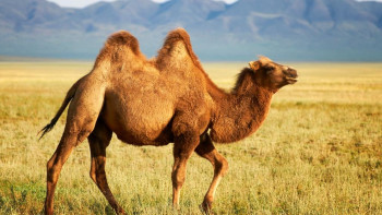 Фотография к новости: Поголовье верблюдов и лошадей увеличилось в Казахстане  - исследование