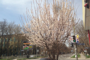 Фотография к новости: Урюк зацвёл в Шымкенте