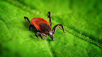 Фотография к новости: Более 2 тысяч человек пострадали от укусов клещей в Туркестанской области