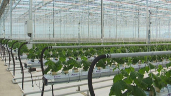 Фотография к новости: Теплицу с лампами, имитирующими солнечный свет, открыли в Астане 