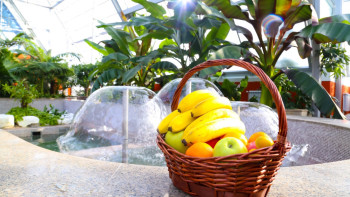 Фотография к новости: В "Ботаническом саду" в Астане впервые заплодоносило банановое дерево