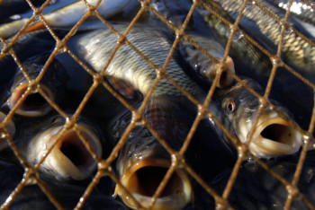 Фотография к новости: Незаконный отлов рыбы нанес Казахстану ущерб в размере 72,7 млн тенге