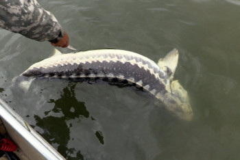 Фотография к новости: Браконьера с двумя тоннами рыбы задержали в Карагандинской области