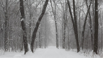 Фотография к новости: В ВКО мужчина заблудился в лесу и 2 дня пробыл на морозе