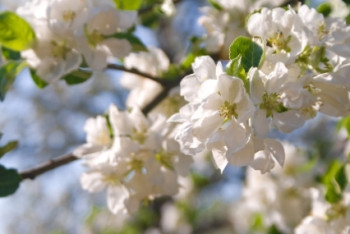 Фотография к новости: Назарбаев: Алматы - красивейший город нашей страны