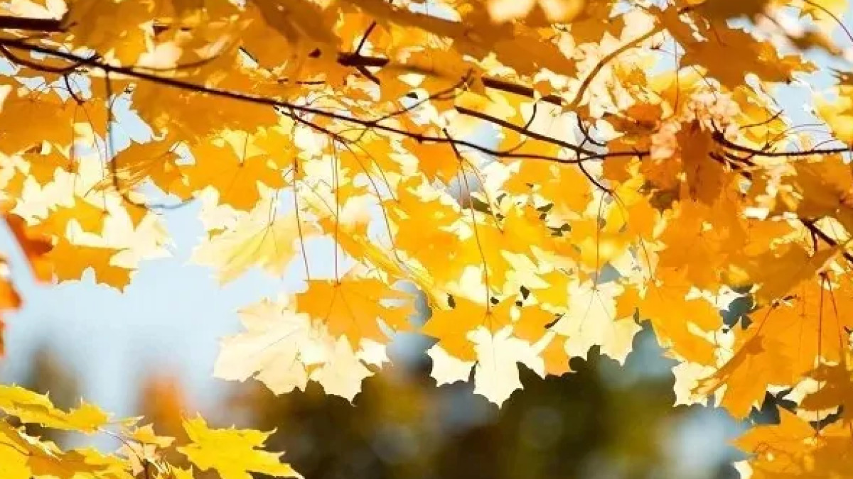  Иллюстративное 