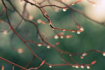 Фотография к новости: Дожди ожидаются на большей части территории страны в воскресенье