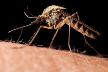 Фотография к новости: Ученые выяснили, как сделать человека невидимым для комаров