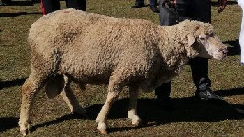 Фотография к новости: Первый выставочный конкурс баранов-производителей провели животноводы Алматинской области