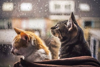 Фотография к новости: В пятницу казахстанцев ожидают дожди с грозами