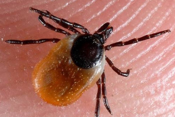 Фотография к новости: Переносчики конго-крымской лихорадки меняют свой ареал обитания в Приаралье