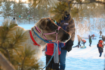Фотография к новости: В гости к настоящим оленям: В Астане появилось новое зимнее развлечение (ФОТО)