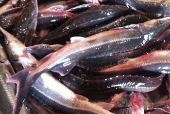 Фотография к новости: В Атырау нацгвардейцы задержали грузовик с рыбой осетровых пород