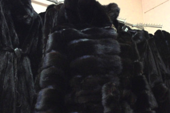 Фотография к новости: Норковые шубы разбросали в степи контрабандисты 