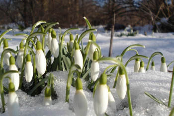 Фотография к новости: 8 марта казахстанцев ожидает небольшой снег
