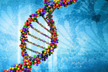 Фотография к новости: Ученые обнаружили восстанавливающие ДНК человека физические упражнения