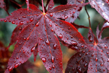 Фотография к новости: В выходные в Казахстане ожидаются дожди и понижение температуры