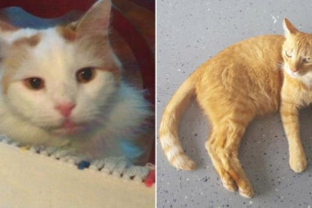 Фотография к новости: В США два кота получили в наследство 300 тысяч долларов