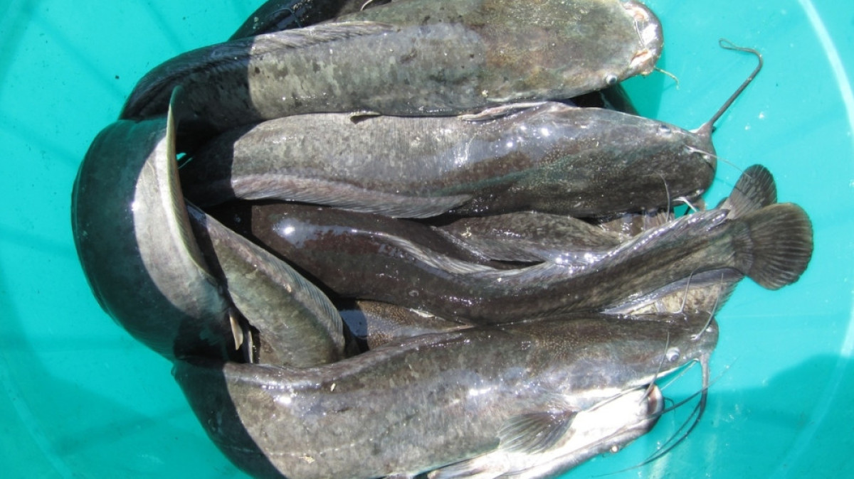  из свободных источников 