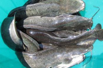 Фотография к новости: Африканских сомов начали разводить в ЮКО