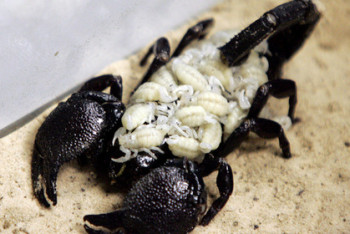 Фотография к новости: Cкорпион ужалил пассажира на борту самолета United Airlines