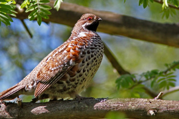 Фотография к новости: Граждан ОАЭ задержали за отстрел краснокнижных птиц в Казахстане