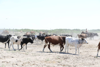 Фотография к новости: Братьев-скотокрадов задержали в Костанайской области