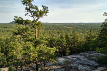 Фотография к новости: Две недели ищут пропавшую в лесах Зеренды пенсионерку