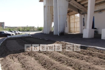 Фотография к новости: В цветочных клумбах Темиртау высадили помидоры и морковь