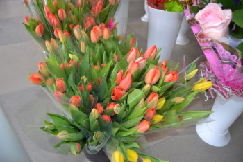 Фотография к новости: 20 тысяч голландских тюльпанов в своей теплице вырастил сельчанин в СКО