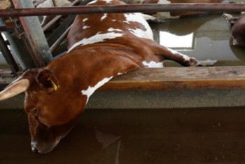 Фотография к новости: Карагандинцам обещают компенсацию за павший от пастереллеза скот