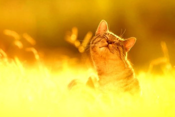 Фотография к новости: В выходные дни казахстанцев ждет жаркая погода без осадков