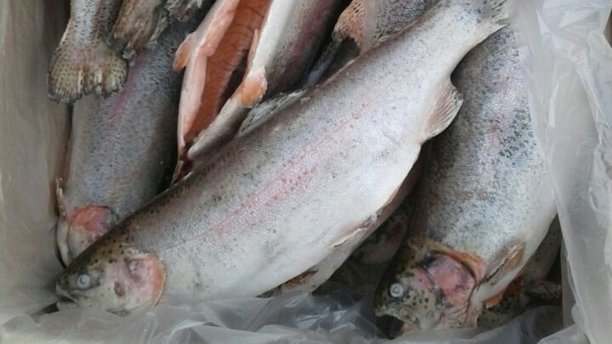  пресс-служба МИК РК