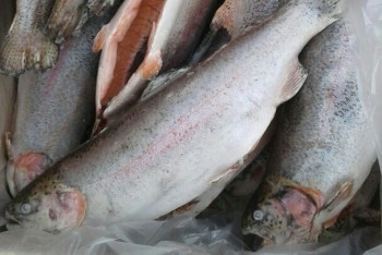 Фотография к новости: Партию икры и рыбы из Кыргызстана задержали казахстанские пограничники