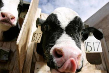 Фотография к новости: Новый завод по переработке молока откроется в Акмолинской области