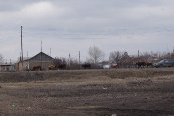 Фотография к новости: В Карагандинской области зафиксированы случаи пастереллеза