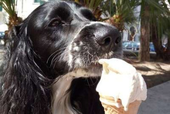 Фотография к новости: В Италии начали продавать мороженое для собак