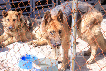 Фотография к новости: Волонтеры остановили передачу бродячих собак ветеринарам для опытов