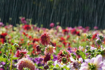 Фотография к новости: В воскресенье казахстанцев ожидает дождливая погода