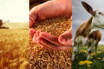 Фотография к новости: Аграриям СКО на развитие отрасли выделено 44 млрд тенге