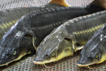 Фотография к новости: Крупную партию рыбы осетровых пород изъяли у браконьеров на Каспии